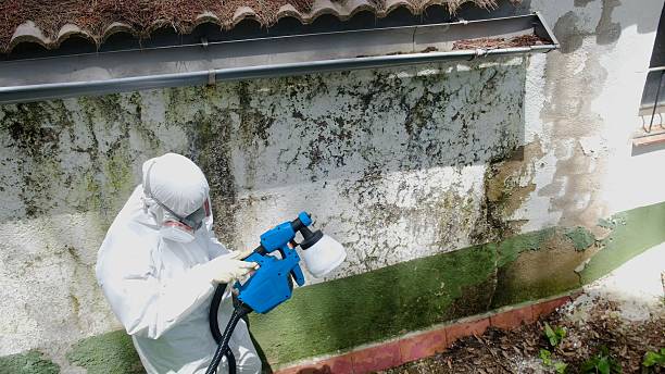 Trusted Mold Removal service in Woodville, VA - Cheap Mold Removal